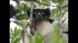 Andasibe-Matandia National park