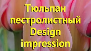 Тюльпан пестролистный Десигн импрессион. Краткий обзор, описание характеристик Design impression