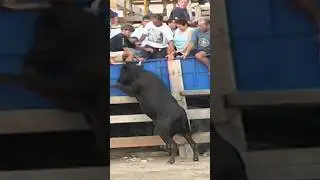 🔝VACAS BRAVAS EN DELTEBRE