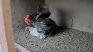 Rooster Mating with chicken #rooster #chicken 