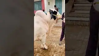 Biggest Cow 2025💯 Masha Allah  #bakraeidspecial #ytshorts #bakra #cow #bakraeidlover #mandi #animals