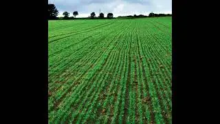 The options for weed control in winter cereals over the coming weeks