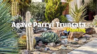 Planting an Agave Parryi Truncata in the front yard