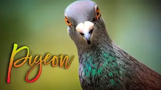 Pigeon Close-Up: The Secret Life of City Birds | Beast Explorer