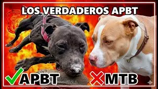 ¿Pit Bull o Mestizo Tipo Bull? Descubre las Diferencias 🐶🔥
