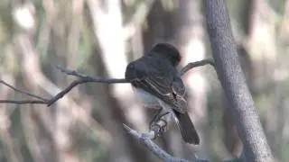 Hooded Robins