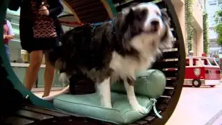 Barkitecture