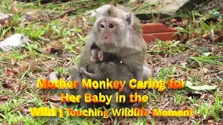 Mother Monkey Caring for Her Baby in the Wild | Touching Wildlife Moment!