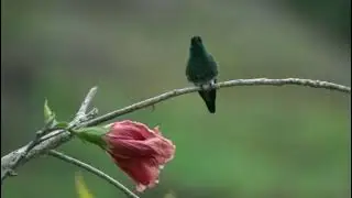 Indigo capped Hummingbird (Saucerottia cyanifrons)