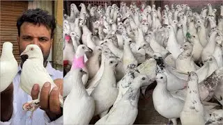 Shazad loni kabutar shop kabootar market loni sehzad pet shop Delhi white pigeons