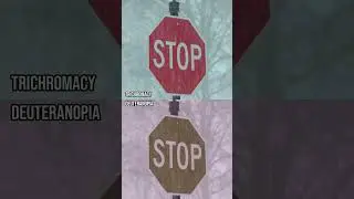 How do those with colour blindness perceive stop signs?#Shorts #ColourBlind #ColorBlind