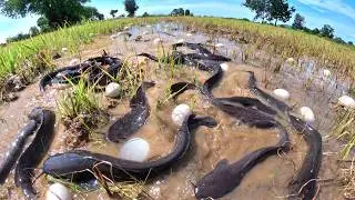 Unique - Amazing a fisherman catch fish and pick a lot of eggs in rice field near road after rain