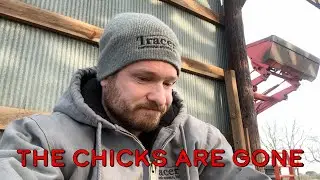 Our Flock Was Attacked! - Things Are Not Going Well