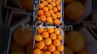 Mail: info@novatrade-agri-deTel: +49 1622647168 #Citrus #Oranges #Export #Logistics #FruitExport