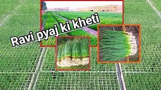 Onion Transplanting.Ravi onion farming idea. @agricoach#Onion#crop#pyajkikheti