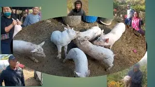 16.mf small piggery. NE🇮🇳.vawkte theh leh a man tu te hlimthla thenkhat.(part-1)