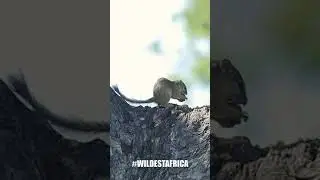 Wildlife #Shorts | African Tree Squirrel Eating Nuts.