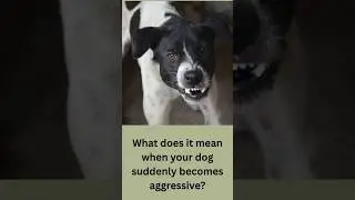 Soul Pets Decoded - what does it mean when suddenly your dog becomes agressive
