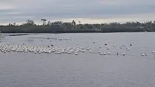 Pelican Cam 03