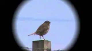 A Singing Corn Bunting