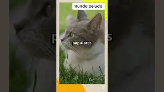 sabias esto del gato Europeo de pelo corto? ( cosas de gatos) #gatos #consentidotumascota #shorts