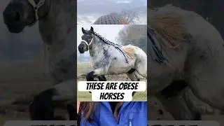 Draft horses aren&rsquo;t supposed to look like this! #horse #drafthorse #horsehealth #shorts