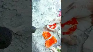 #asmr #satisfying #gymchalk #plainjane #viral #oddlysatisfying #shorts #fyp #asmrsounds #trending