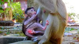 Most Lovely! This Is Curious Action Of Cute Tiny Baby Eviana Tricking Mom Elpida While Eating Lotus