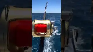 Screaming Reel Shimano Tiagra 130A
