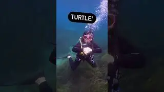 TURTLE | ASL Glossary | The ASL Shop