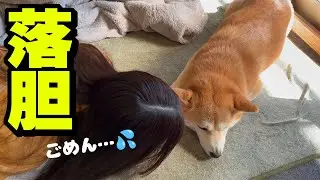 父娘の失態で柴犬ちくわが酷く落ち込んでしまいました