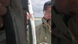Hornhecht und Butt auf die gleiche Posenmontage mit dem selben K&ouml;der!
