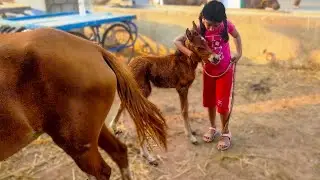 4k Horse Giving Birth To Female Foal - Mother Horse Angry | Successful Buffalo Dairy Farm