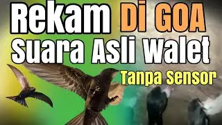 Suara Walet Goa Anakan dan indukan Birahi