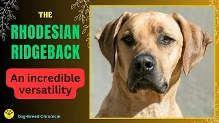 RHODESIAN RIDGEBACK