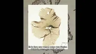 Ciclo de vida del alga roja Porphyra - Microbiolog&iacute;a - UAMI