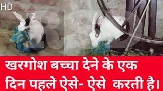 खरगोश बच्चा देने से एक दिन  पहले   क्या- क्या करती है। Rabbit bchcha Dene se phle
