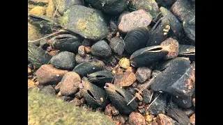 Экология пресноводной жемчужницы (Margaritifera margaritifera)