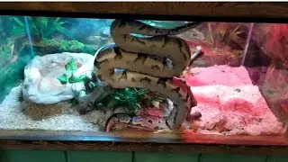 the biggest snake at Austin zoo  yellow snake 🐍🐍🐍 #tour_in_Austin_zoo