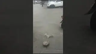 Heavy#Rain*Indore Today