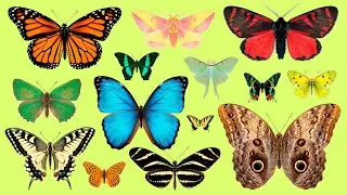 Daily Chinese Vocabulary: Listen & Repeat Butterflies Names | 🦋 学习蝴蝶词汇