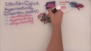 Cortical thickness in people with ADHD