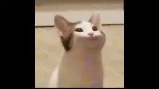 wide-mouthed cat \ широко открывающий рот кот