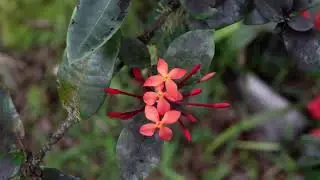 RANDOM PHOTOS TAKEN WITH CANON T6I MADE INTO A TIME LAPSE VIDEO