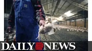 Poultry processing workers wear diapers to work because they can&rsquo;t get bathroom breaks
