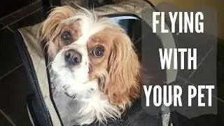 Flying with Your Pet