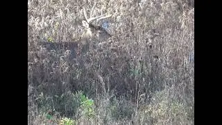 Do deer decoys work? [WATCH AND SEE!!!]
