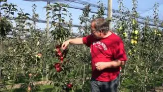 Columnar sweet apple Malini Dulcessa (scab resistant)