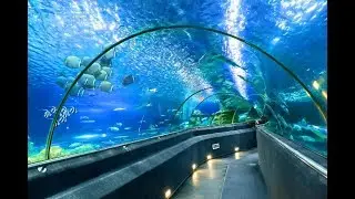 THỦY CUNG VINPEARL LAND PHÚ QUỐC - 500 TỈ CÓ GÌ BÊN TRONG ? - DU LỊCH PHÚ QUỐC