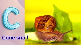 ABC phonics animals | ABC Sea Animals song | English and Animals for Kids | Alphabets Kids Song